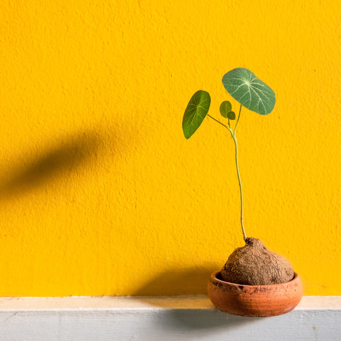Groen jong plantje voor een gele muur